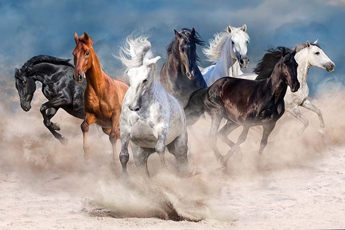 Running Horse Sky Aesthetic Wall Mural Wallpaper pattern detail