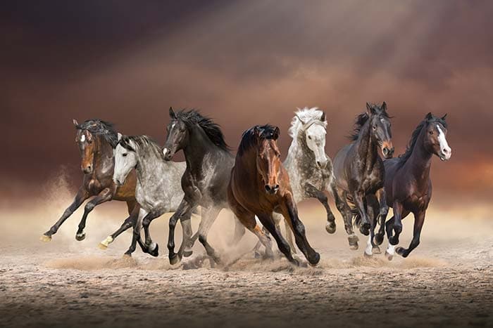 Majestic Active Horses Running Scene wallpaper pattern detail