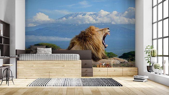 Yawning Lion Wallpaper for Wall shown in a room