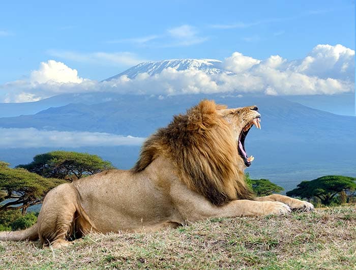 Yawning Lion Wallpaper for Wall pattern detail