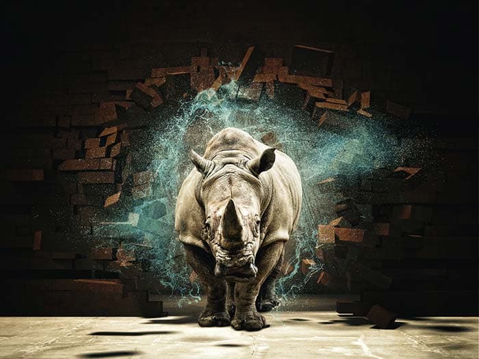 Poweful Rhinocerous pattern detail
