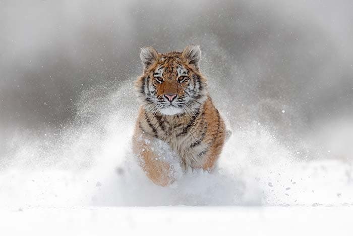 Graceful Tiger Running Freely Wall Decor Wallpaper pattern detail