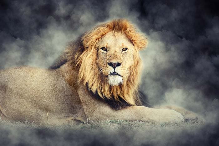 Wild Lion Portrait Wall Art Design Wallpaper pattern detail