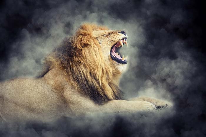 Lion's View Wallpaper for Walls pattern detail