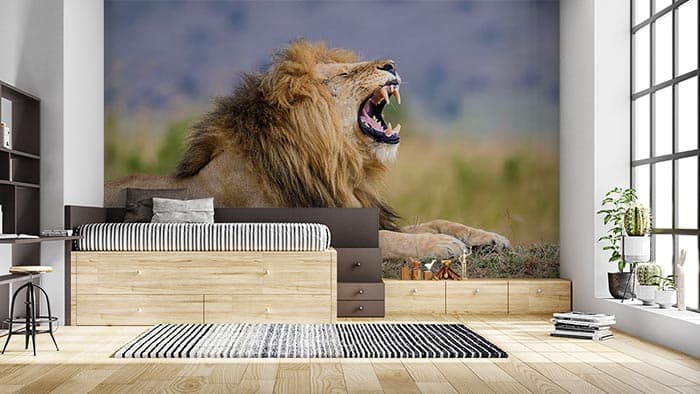 King's Roar shown in a room