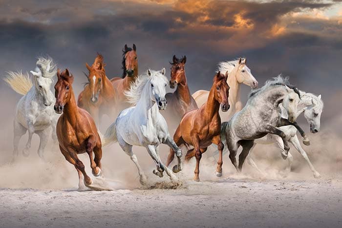Powerful Galloping Horses Wall Decor Wallpaper pattern detail
