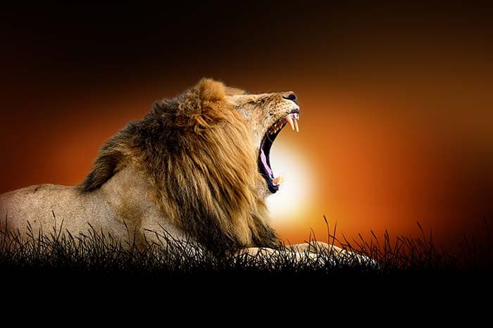 Majestic Roaring Lion Wallpaper Mural pattern detail