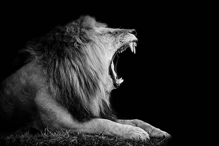 Monochrome Roaring Lion Wallpaper pattern detail