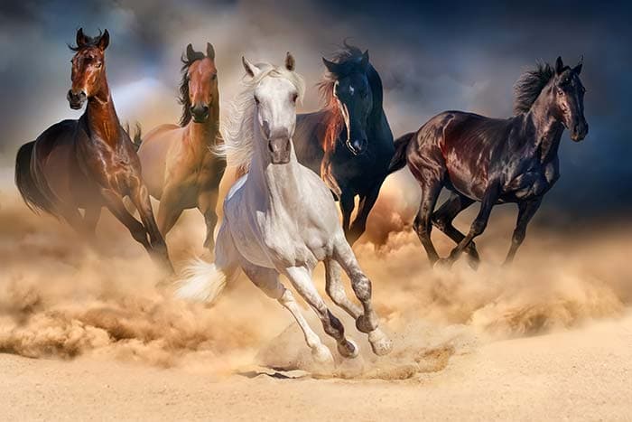 7 Horses Wallpaper Running Freely pattern detail