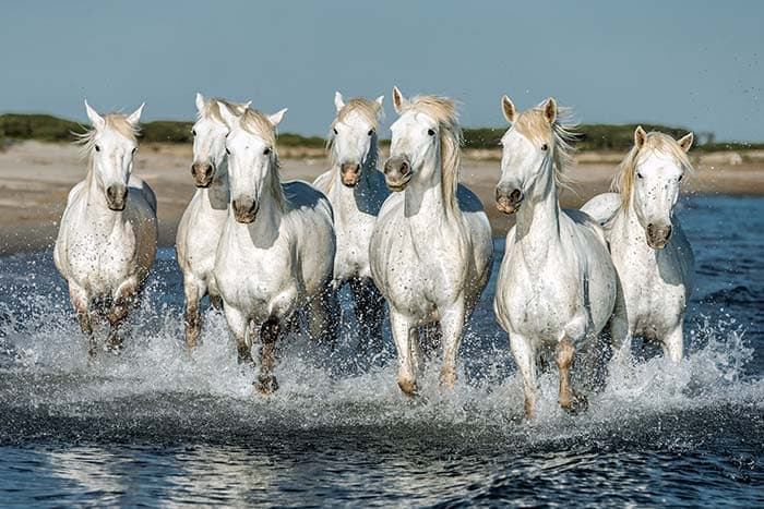 Seven Snowy White Horses in Motion Wallpaper pattern detail