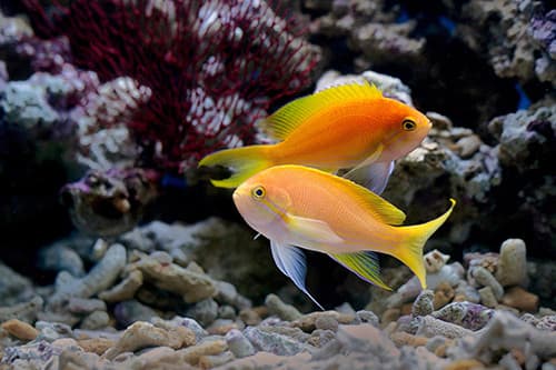Elegant Golden Fish Underwater Scene wallpaper pattern detail