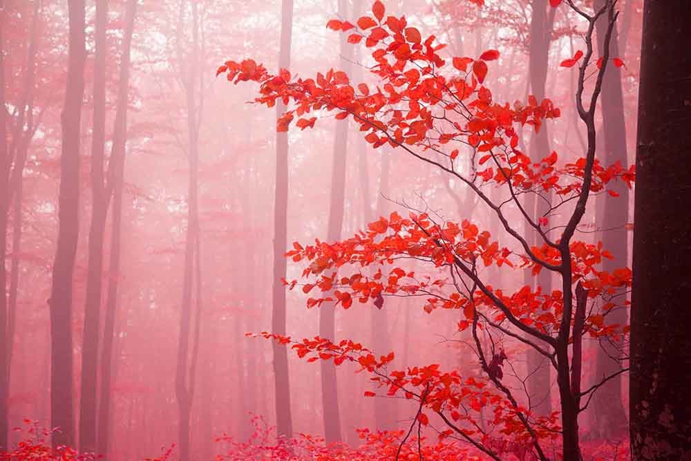 Aesthetic Pink Nature Wall Design Wallpaper pattern detail