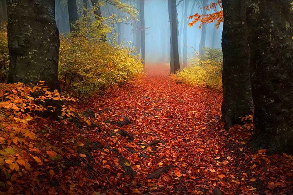Elegant Autumn Morning Nature Scene wallpaper pattern detail