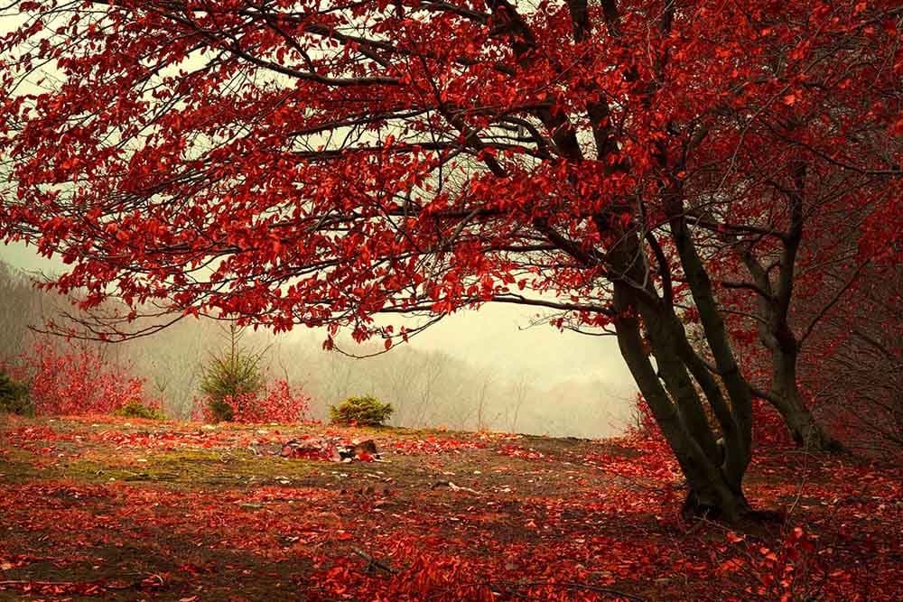 Elegant Red Branches Trees Wall Mural Wallpaper shown in a room