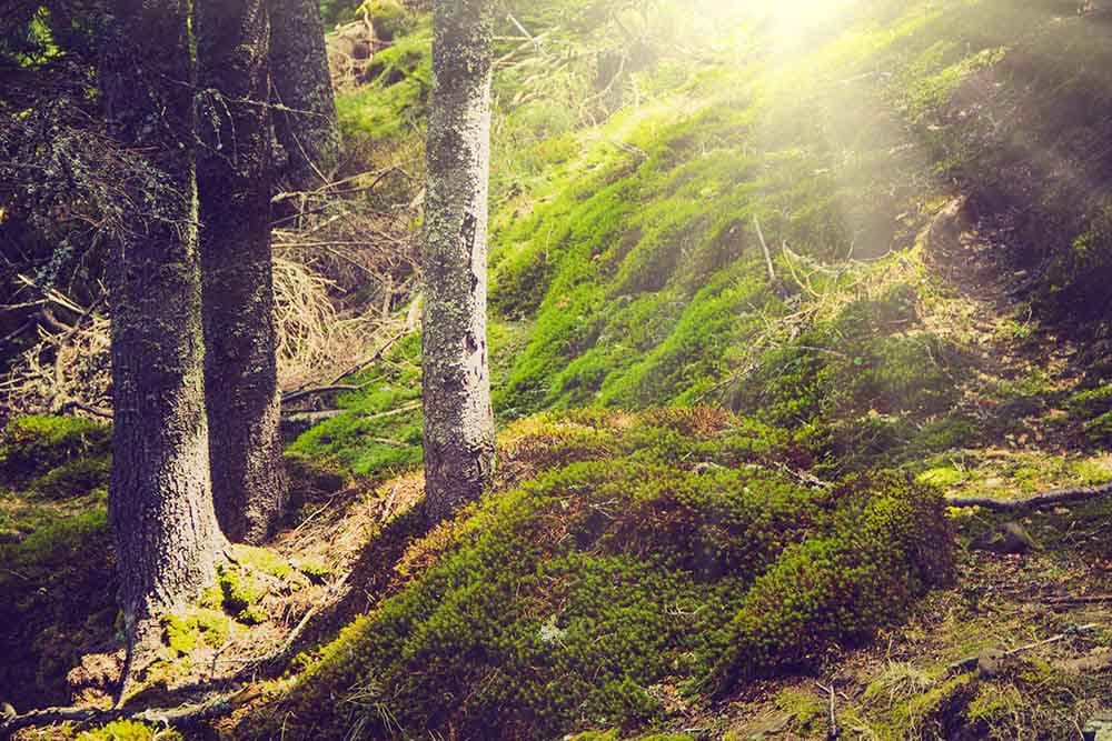 Peaceful Nature Inspired Forest Wallpaper pattern detail