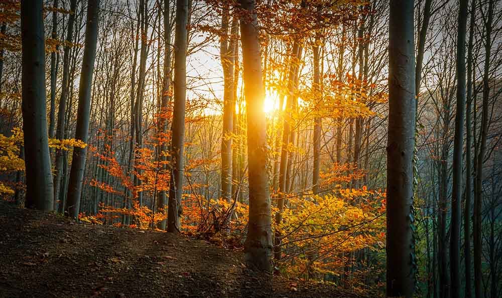 Sunset Forest Autumn Scenic Nature View Wallpaper pattern detail