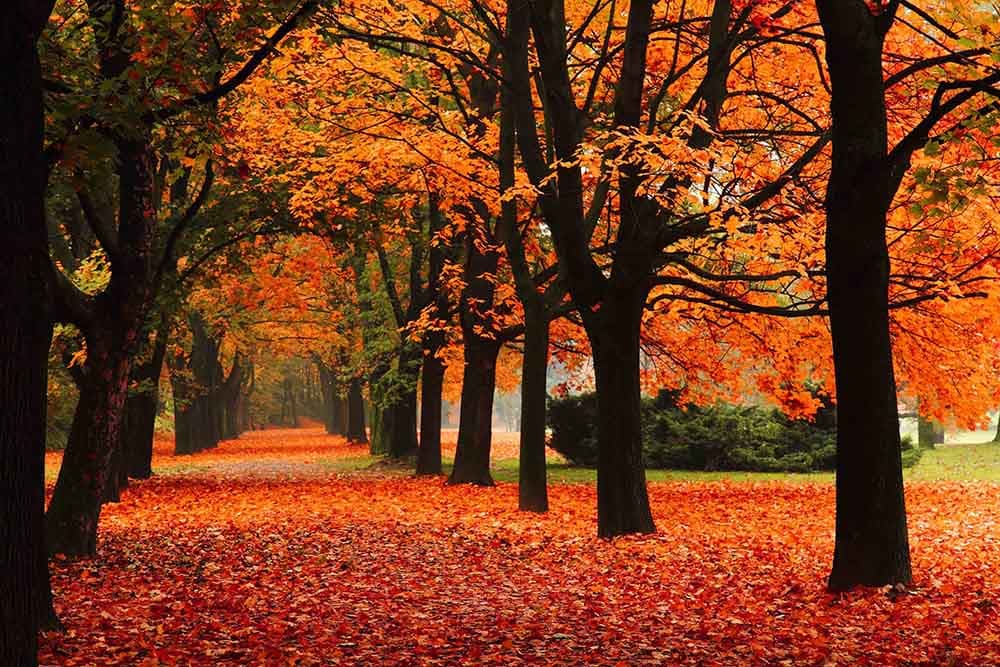 Artistic Orange Tree Nature Inspired Wall Mural Wallpaper pattern detail