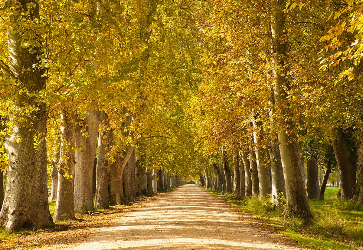 Trees in a Symmetrical Way Wallpaper for Walls pattern detail