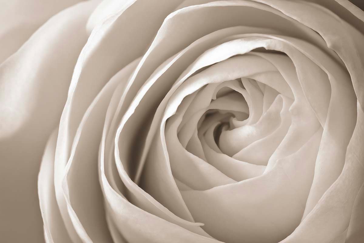 3D Close up Of a White Rose Wallpaper for Living Room pattern detail