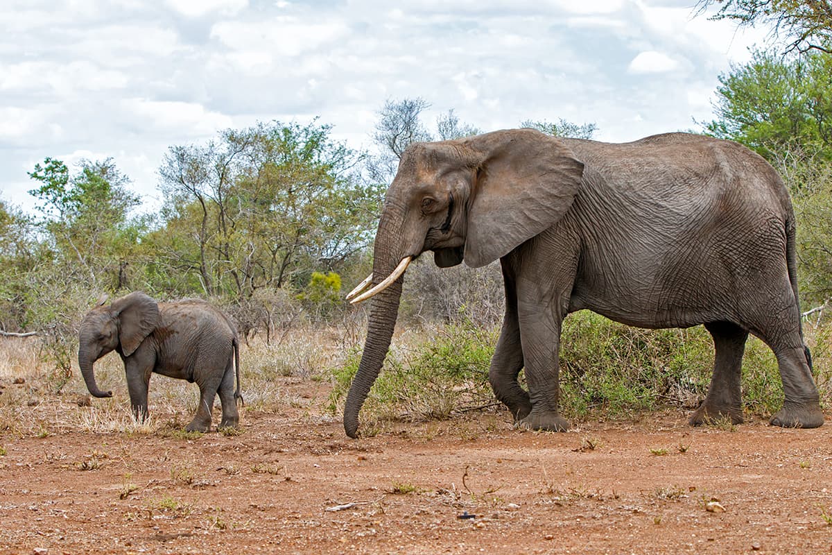 Elephant Wallpaper for Walls, Elephants walking in the wild pattern detail