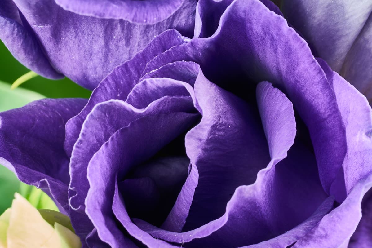 Purple Rose Close Up Wallpaper for Home pattern detail