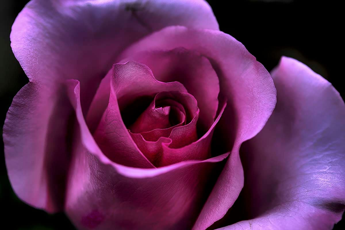 3D Purple Rose Wallpaper for Living Room pattern detail