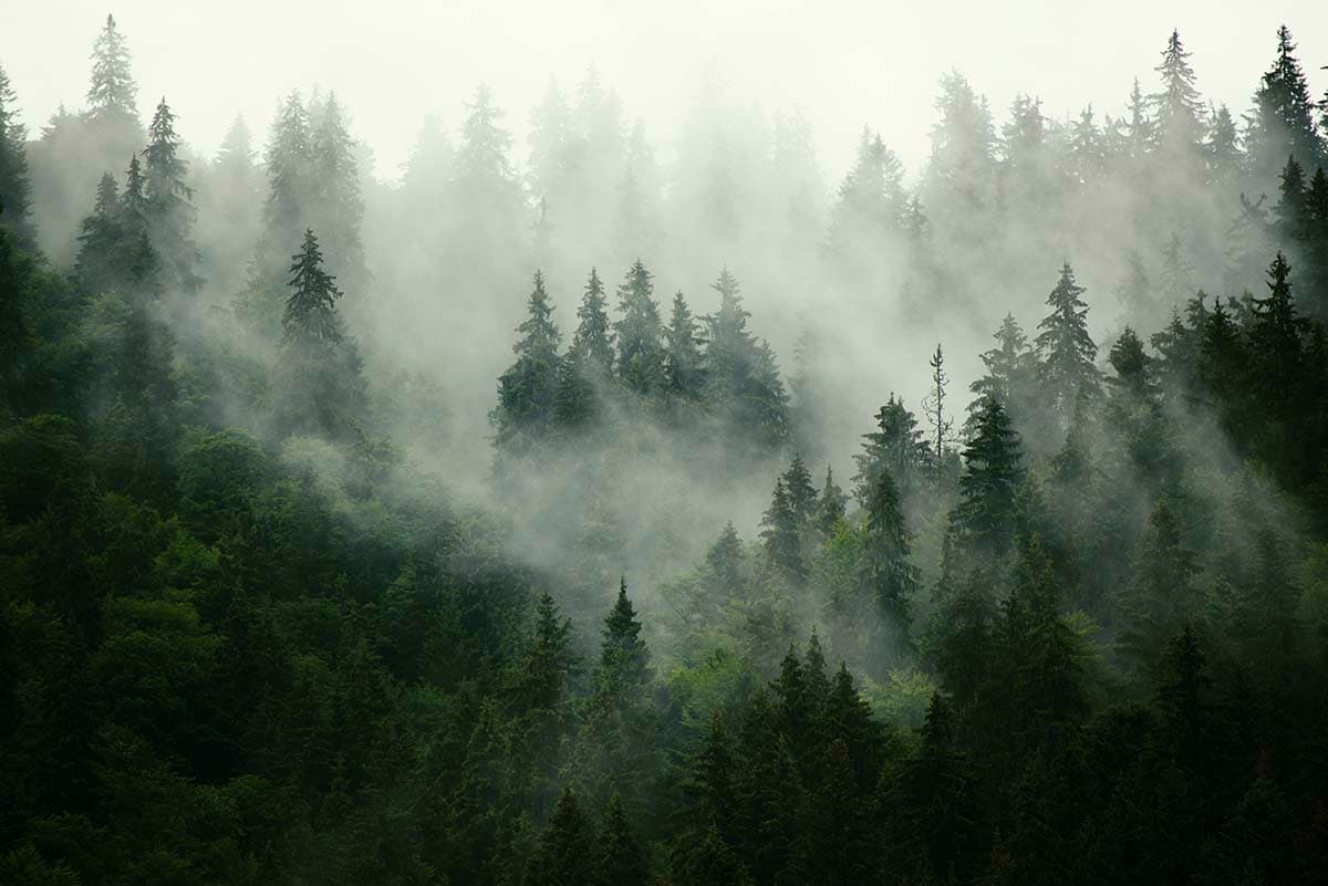 Fog Forest Wallpaper pattern detail