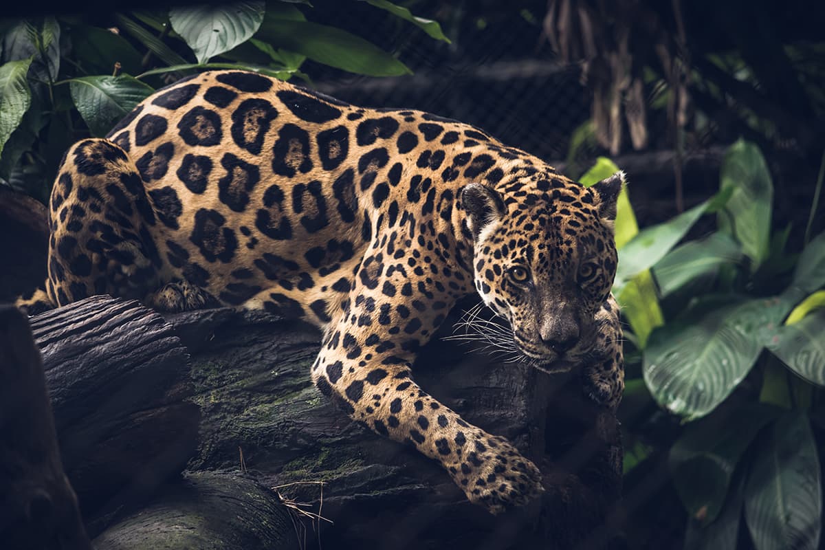Jaguar Wallpaper for Wall pattern detail