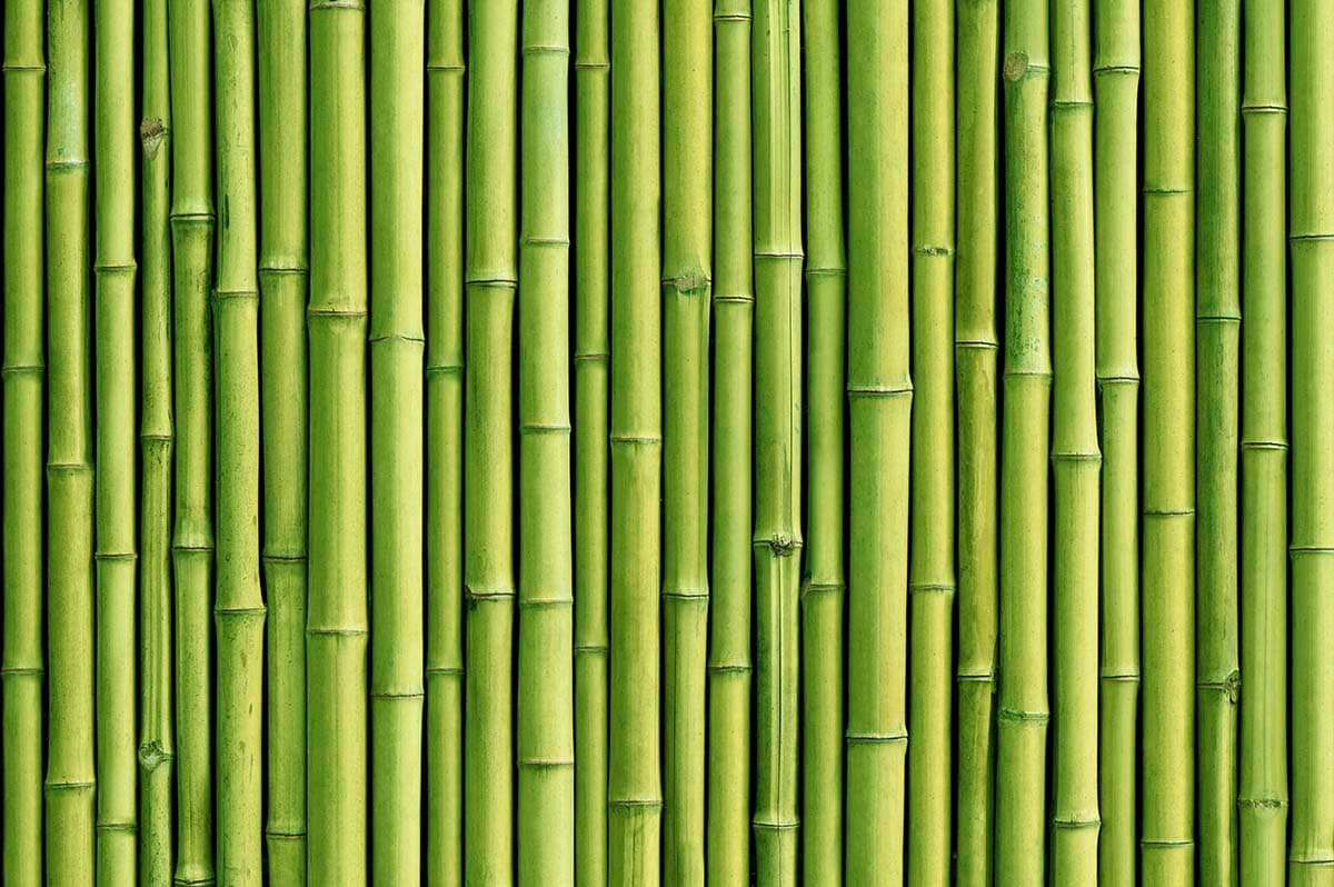 Bamboo Wallpaper for Wall 3D Green pattern detail