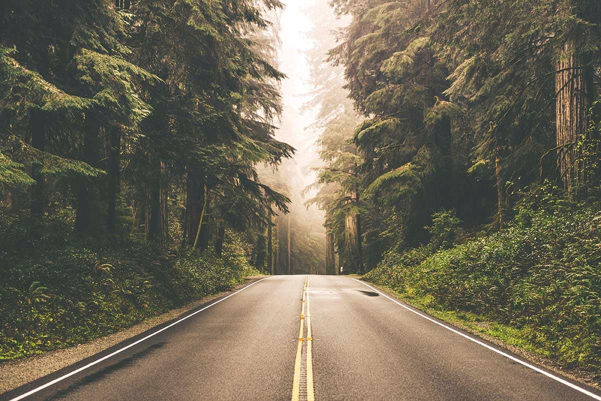 Road With Trees 3D Wallpaper For Living Room pattern detail