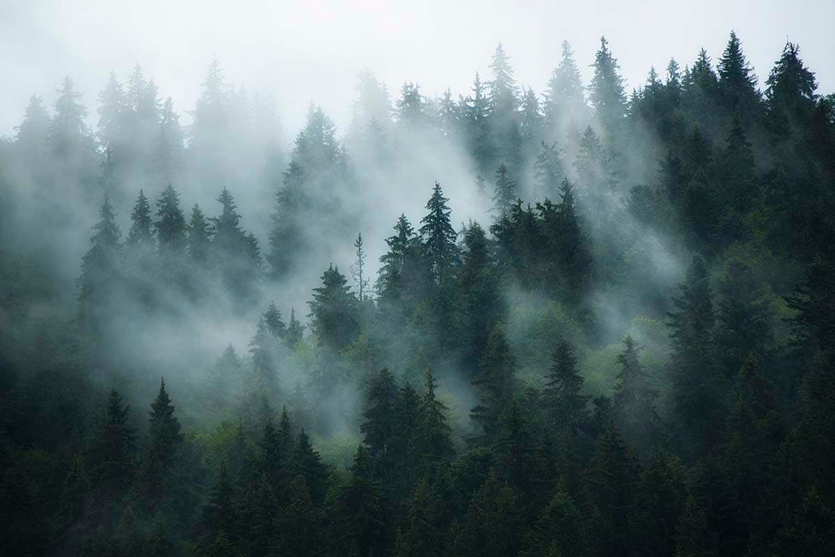 Misty Evergreen Pine Forest Wallpaper pattern detail
