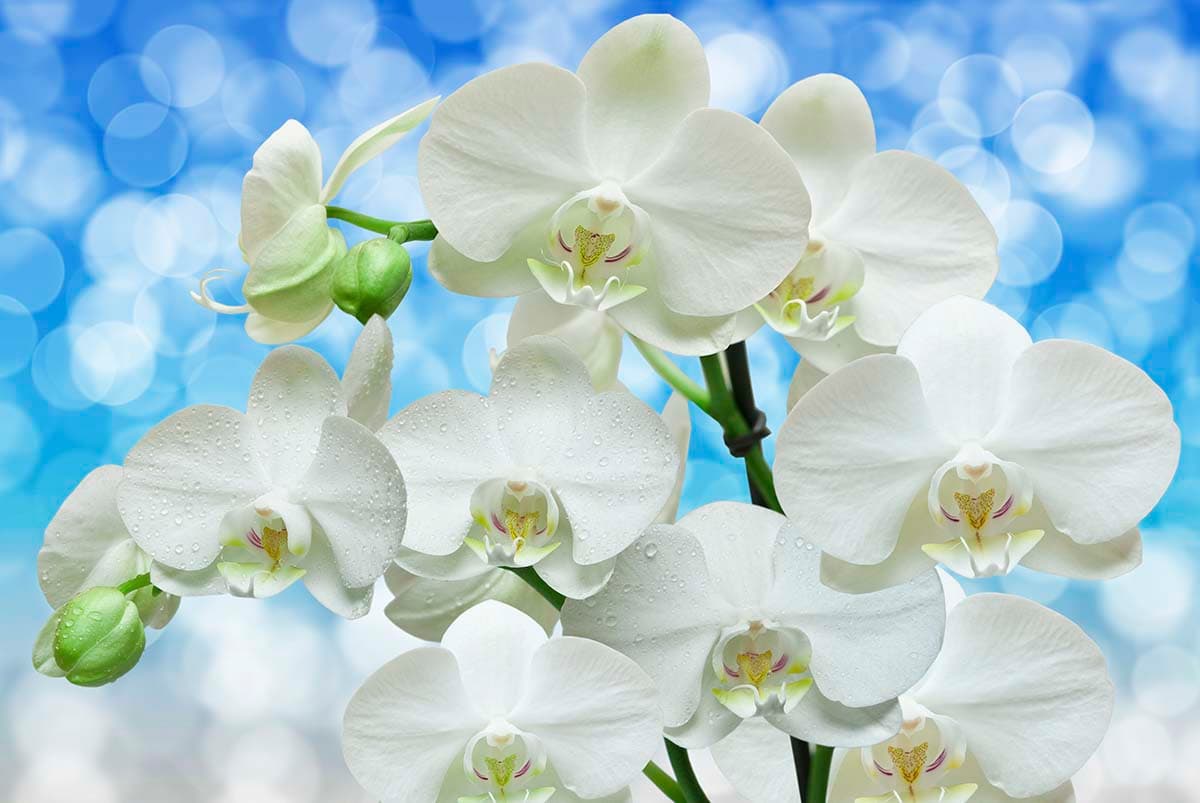 Close-up of White Flowers, 3D Wallpaper for Living Room pattern detail