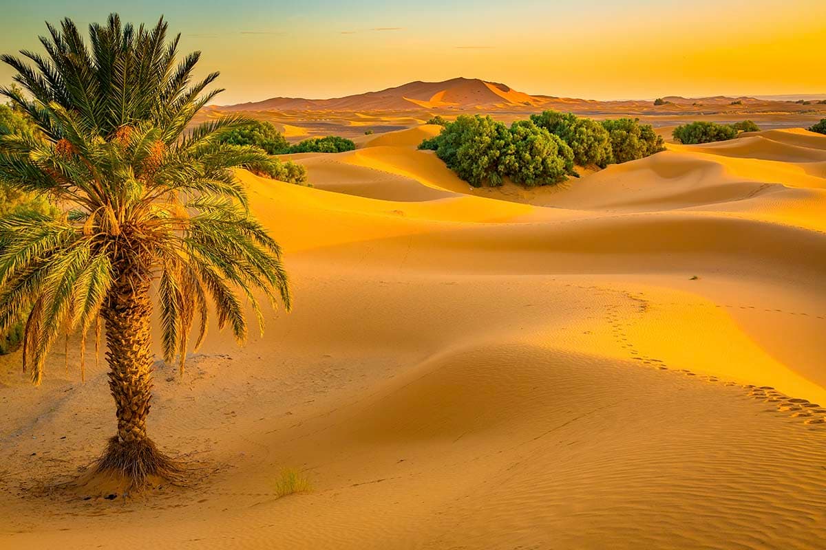 Palm Tree in Desert Scenic Landscape wallpaper pattern detail