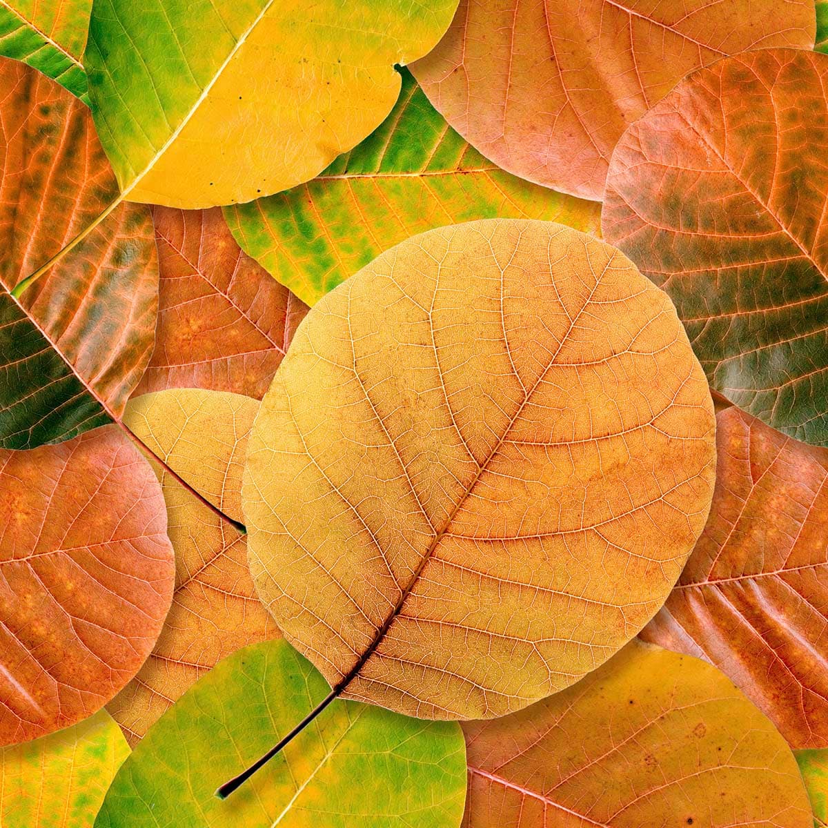 Colorful Leaves Wallpaper for Walls pattern detail