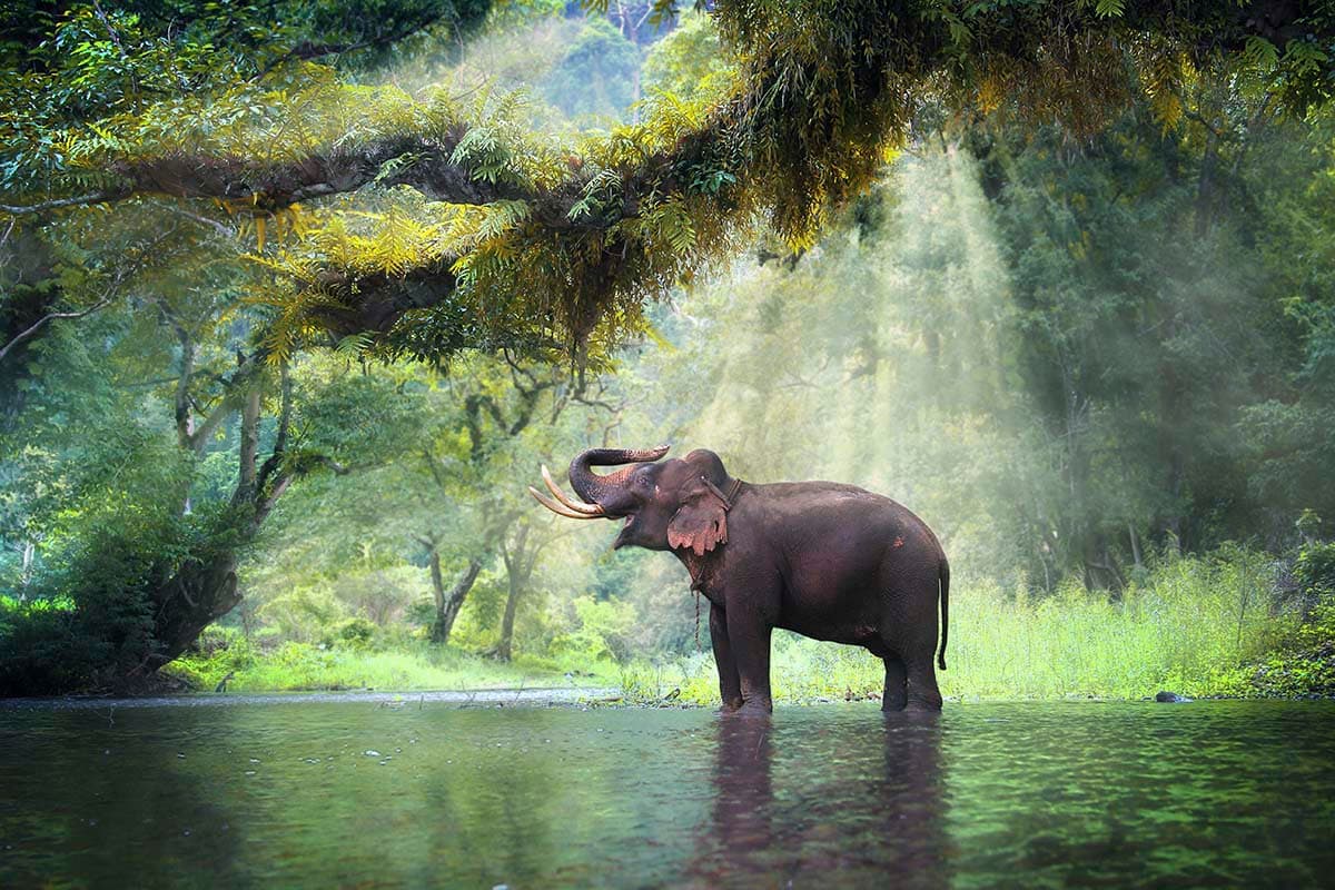 Majestic Elephant in Forest Wallpaper Mural pattern detail