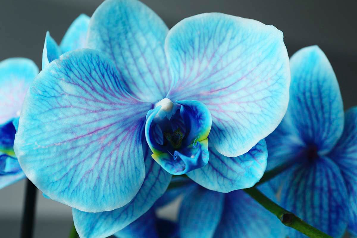 A close up of a blue flower pattern detail