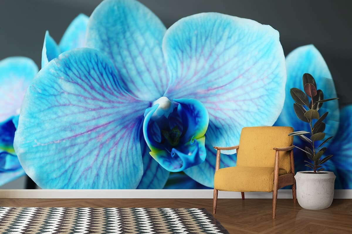 A close up of a blue flower shown in a room
