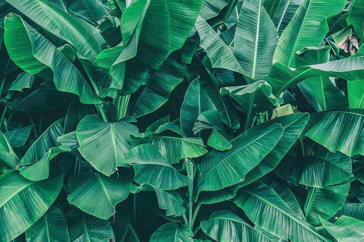 Modern Tropical Botanical Leaves Wallpaper pattern detail