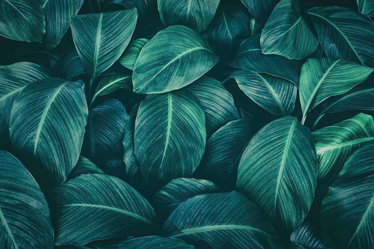Tropical Leaf Wallpaper for Walls pattern detail