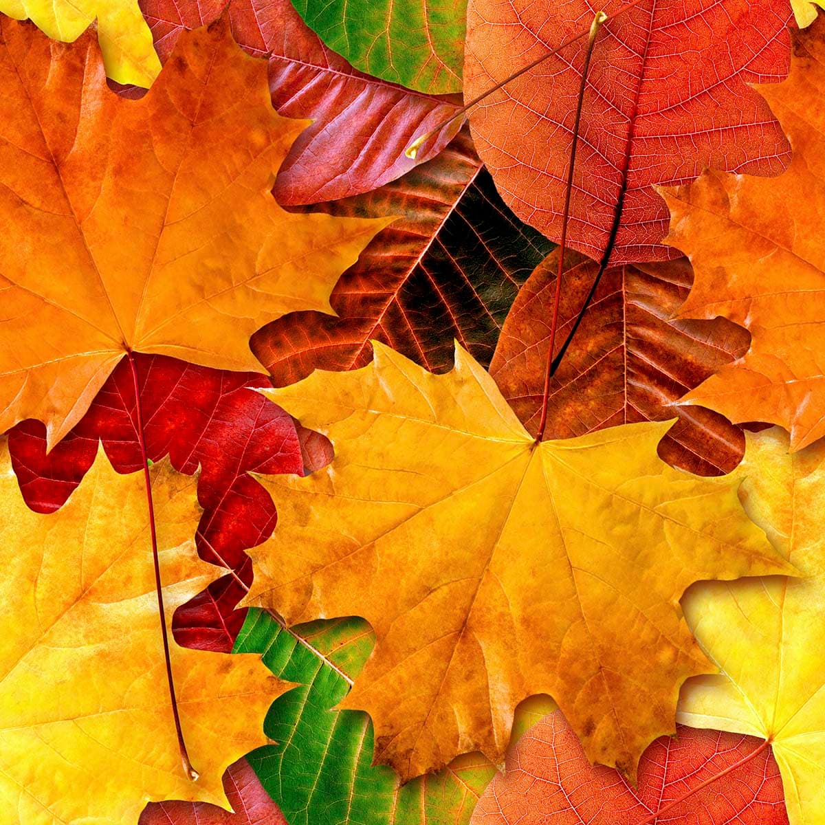 Wallpaper Depicting Leaves from Various Seasons for Walls pattern detail