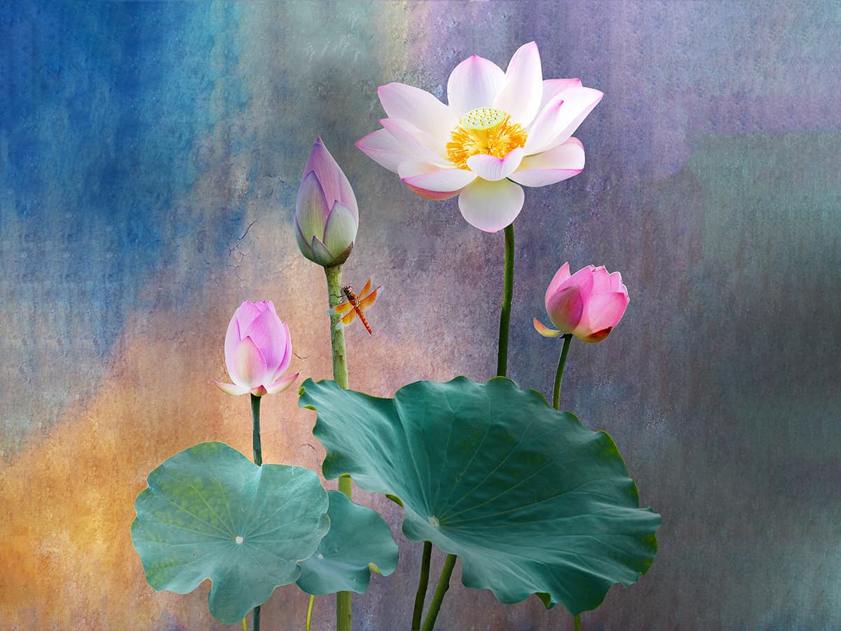 Aesthetic Pink Lotus Wallpaper pattern detail