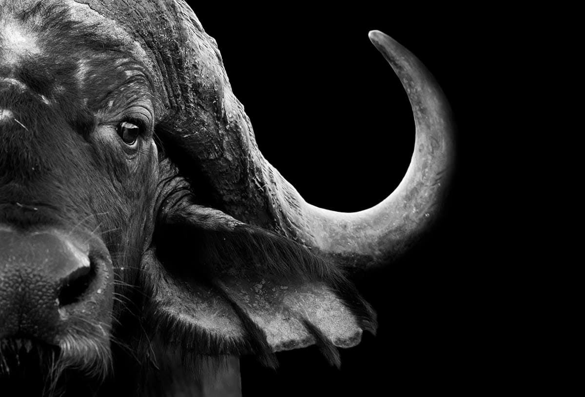 Modern Black and White Buffalo Horn Art Wall Wallpaper pattern detail