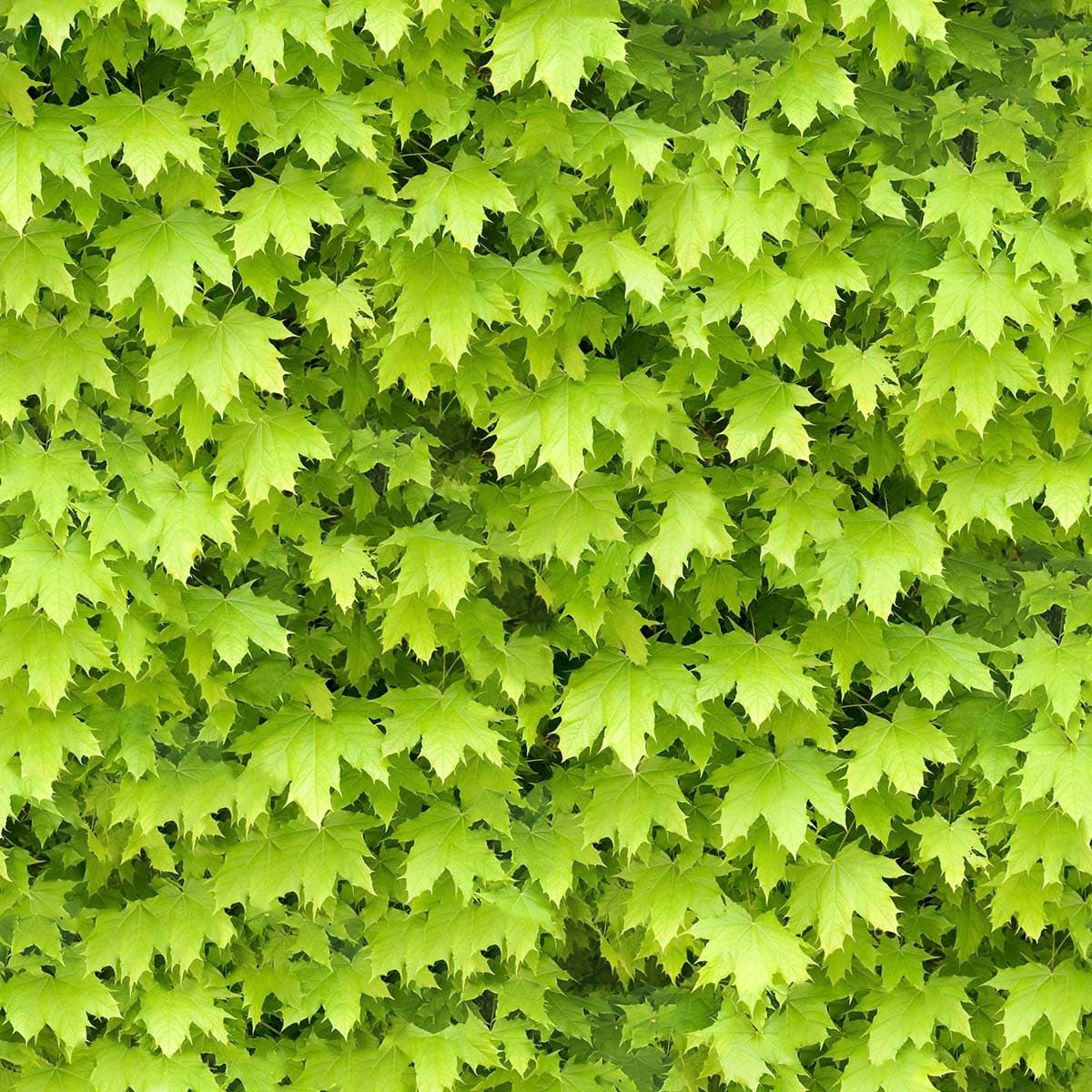 Refreshing Green Leaves Wallpaper for Balcony pattern detail