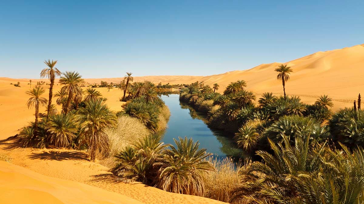 Premium Desert River Scene with Palm Trees Wallpaper pattern detail