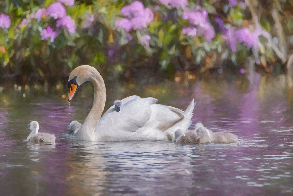 A swan with babies in water pattern detail