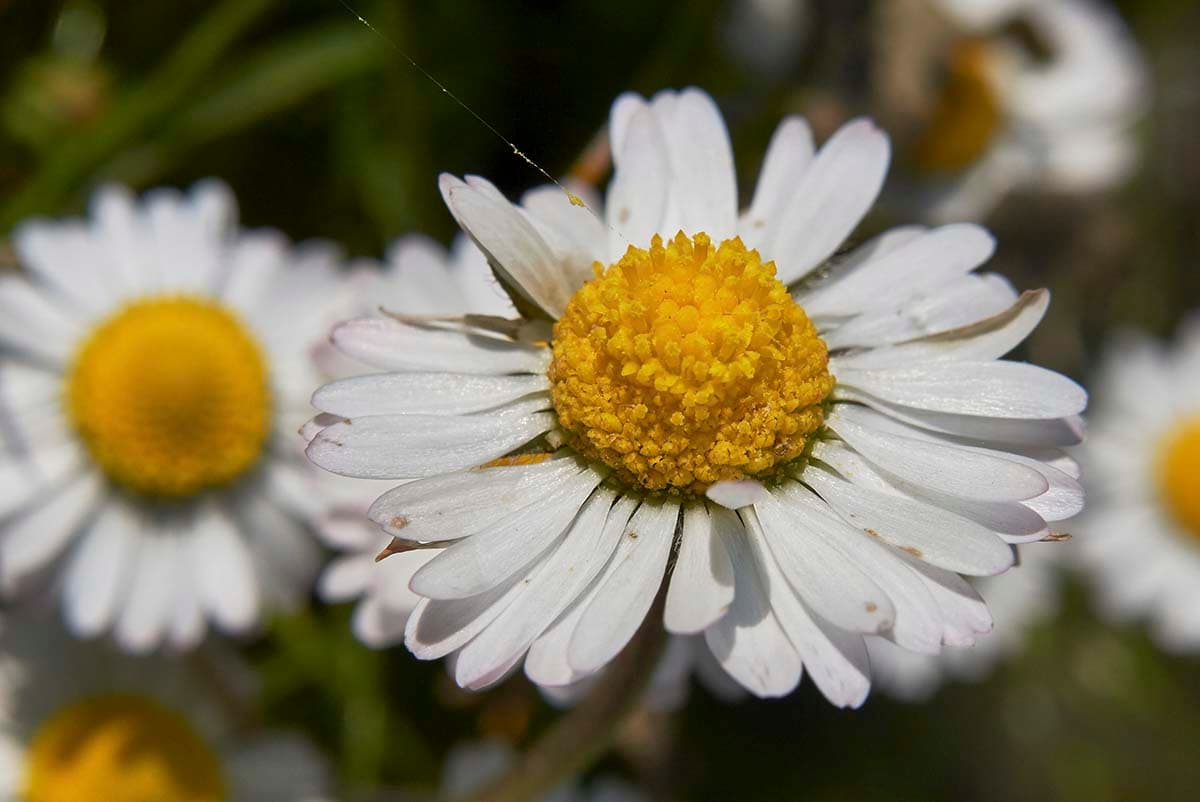 Daisy Flower Wallpaper for Home pattern detail