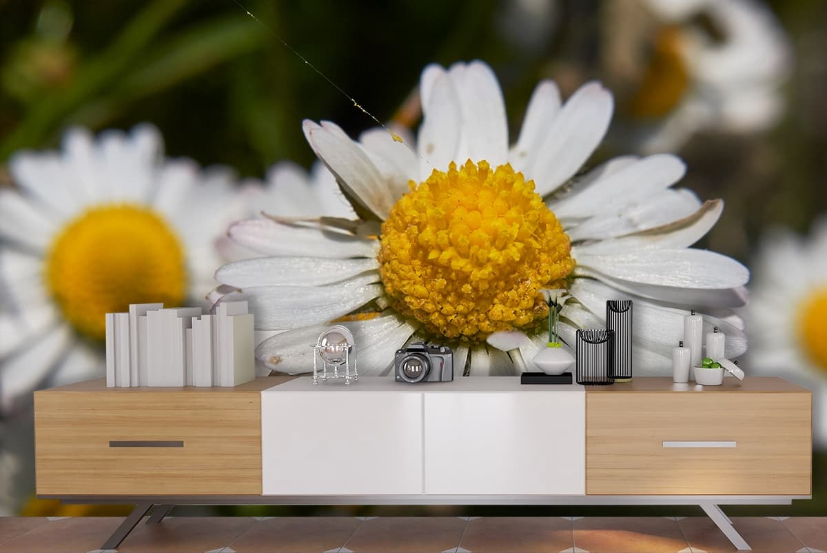 Daisy Flower Wallpaper for Home shown in a room