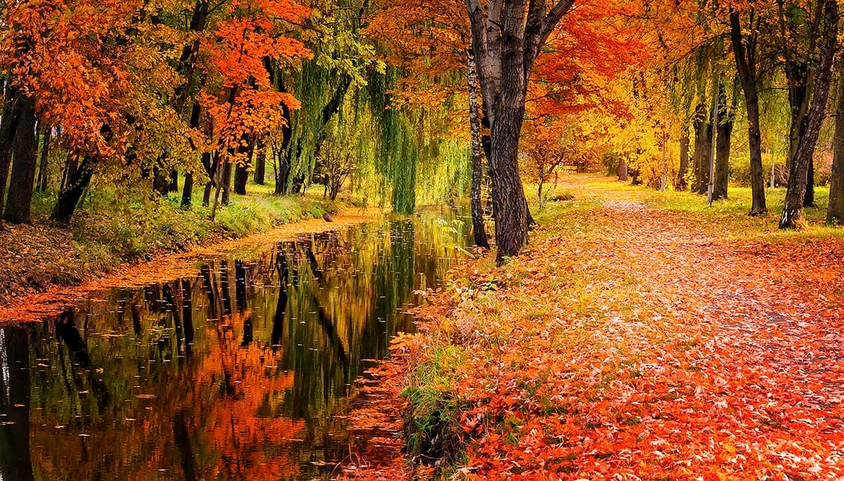 A stream with colorful leaves on the ground pattern detail
