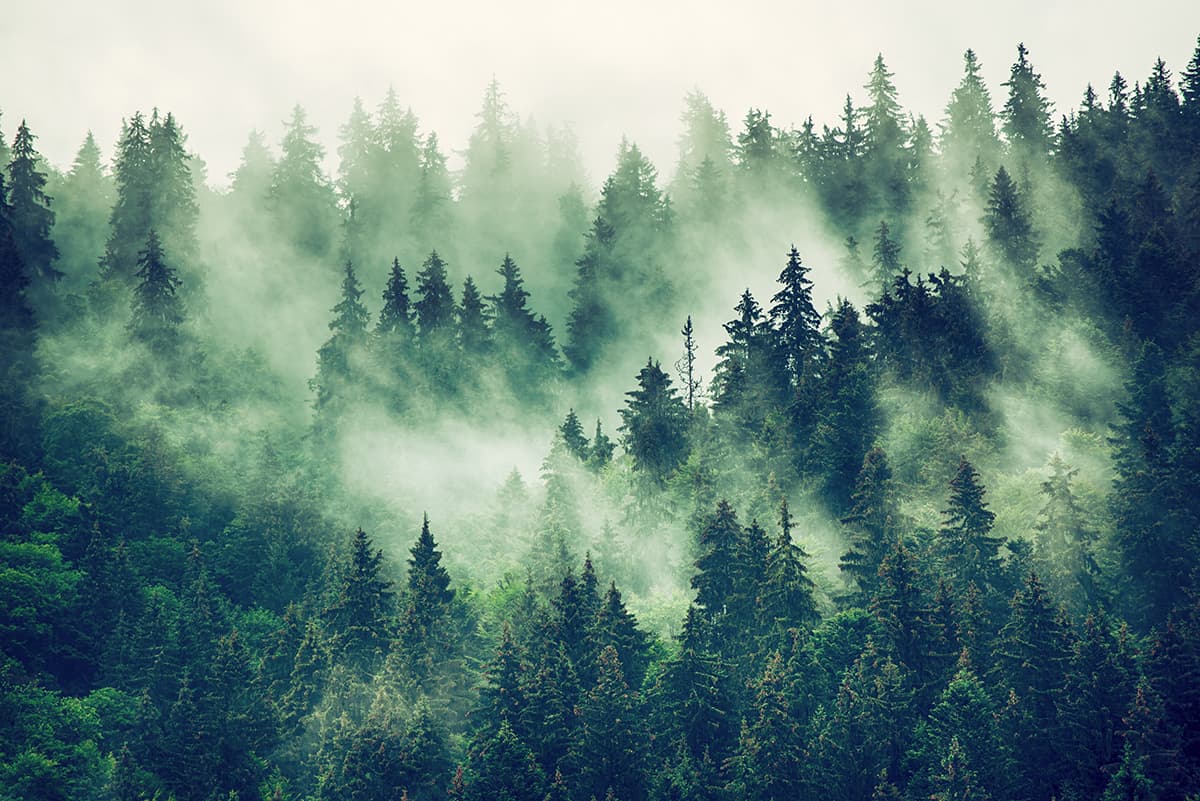 Fog-Clad Forest Serenity Wallpaper pattern detail