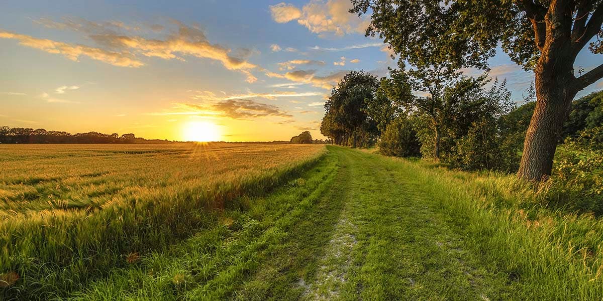 Green Grass Field with Trees and Sunset Wallpaper pattern detail